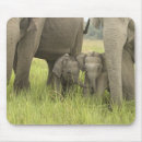 Suche nach indischer elefant mousepads Vom aussterben bedroht