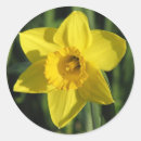 Suche nach daffodil aufkleber Daffodien