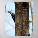 Suche nach florida vogel poster Wildtiere