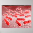 Suche nach mikroskopische poster Organismus