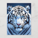 Suche nach weißer tiger postkarten Blaue augen