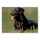 Suche nach cockerspaniel postkarten Haustier