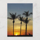Suche nach palm beach postkarten Strand