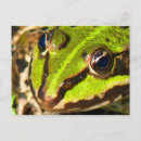 Suche nach grüner frosch postkarten Amphibisch