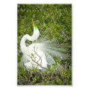 Suche nach gefieder poster Vogel