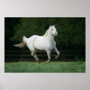 Suche nach appaloosa poster Langriss