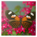 Suche nach tropische schmetterlinge fliesen Blume