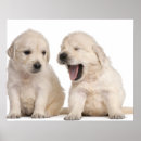 Suche nach gähnen poster Hund