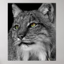 Suche nach lynx poster Wildlife