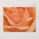Suche nach aprikose postkarten Rose