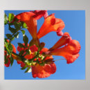 Suche nach trompete blume poster Blumen