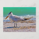 Suche nach seeschwalben postkarten Küste