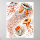 Suche nach quallen poster Kunstformen der natur