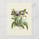 Suche nach paphiopedilum Botanisch
