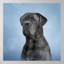 Suche nach cane corso poster Niedlich