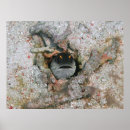 Suche nach angry poster Natur