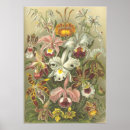 Suche nach orchid poster Vintage
