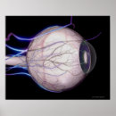 Suche nach blutgefäße poster Arterie