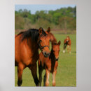 Suche nach fohlen poster Foal