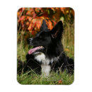 Suche nach pam magnete Hunde fotograf