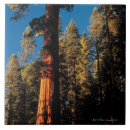 Suche nach niedrig fliesen Natur