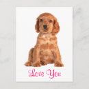 Suche nach cocker spaniel hund postkarten Welpe