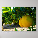 Suche nach orange frucht poster Zitrusfrucht