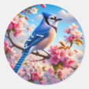 Suche nach blaues jay aufkleber Natur