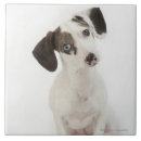 Suche nach dackel fliesen Haustiere