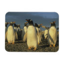 Suche nach penguin magnete Tierwelt