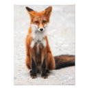 Suche nach niedliche füchse poster Wild