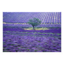 Suche nach endlos poster Provence