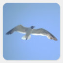Suche nach möve aufkleber Vögel