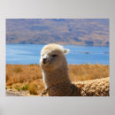 Suche nach alpaca poster Natur