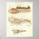 Suche nach vintage hummer poster Krebstiere