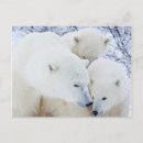 Suche nach fleischfresser postkarten Arktisch