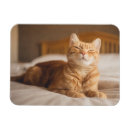 Suche nach müde magnete Schläfrig