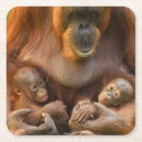Suche nach orang utans untersetzer Baby