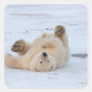 Suche nach ursus aufkleber Alaska