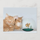 Suche nach katze und goldfisch postkarten Katzen