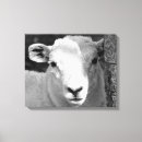 Suche nach lamm leinwandbilder Niedlich