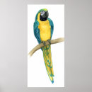 Suche nach macaw poster Vögel