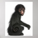 Suche nach studioschuß poster Sitzen