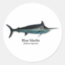 Suche nach speerfisch Meer