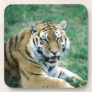 Suche nach katzenartig untersetzer Tier