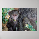 Suche nach tansania poster Fotografie