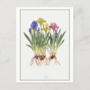 Suche nach iris postkarten Vintag
