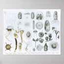 Suche nach anemonen poster Meer