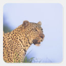Suche nach pardus aufkleber Südafrika