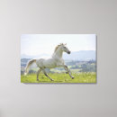 Suche nach weißes pferd leinwandbilder Natur